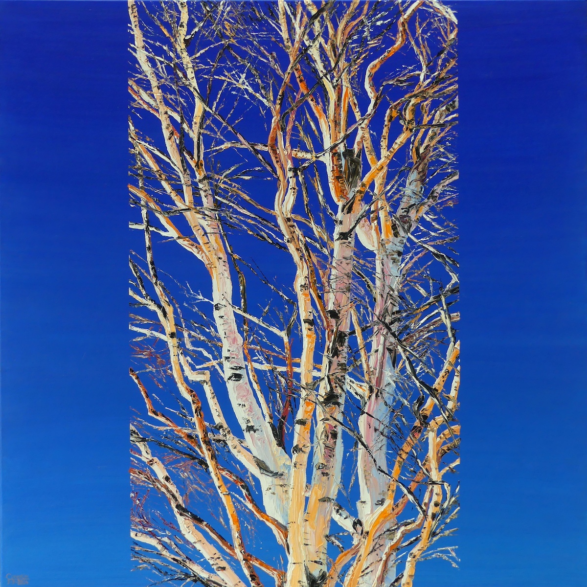 Birch in winter <br>in Mo