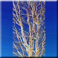 Birch in winter  in Mo