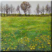 Flowers in  the meadow