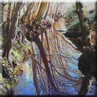 Forest reflections