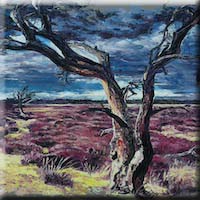 Heathland of Kalmthout